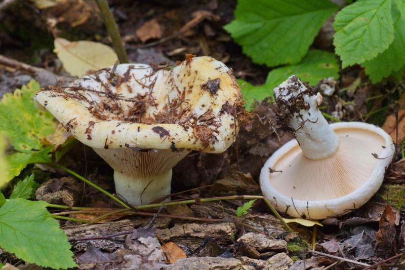 champignons de lait