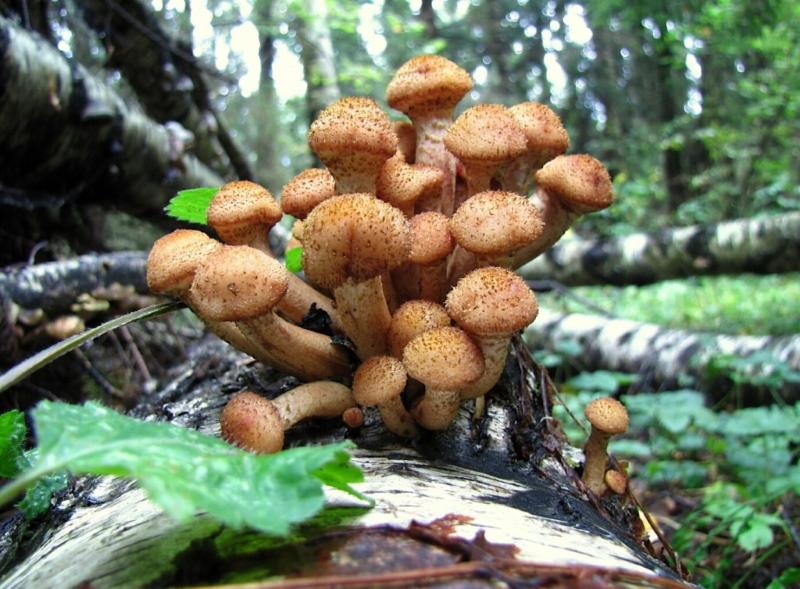 champignons au miel