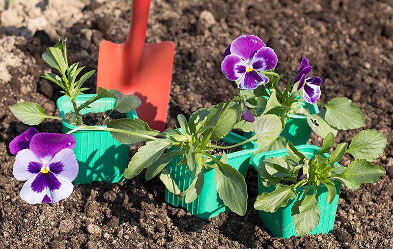 plantation de plants de violette de Wittrock