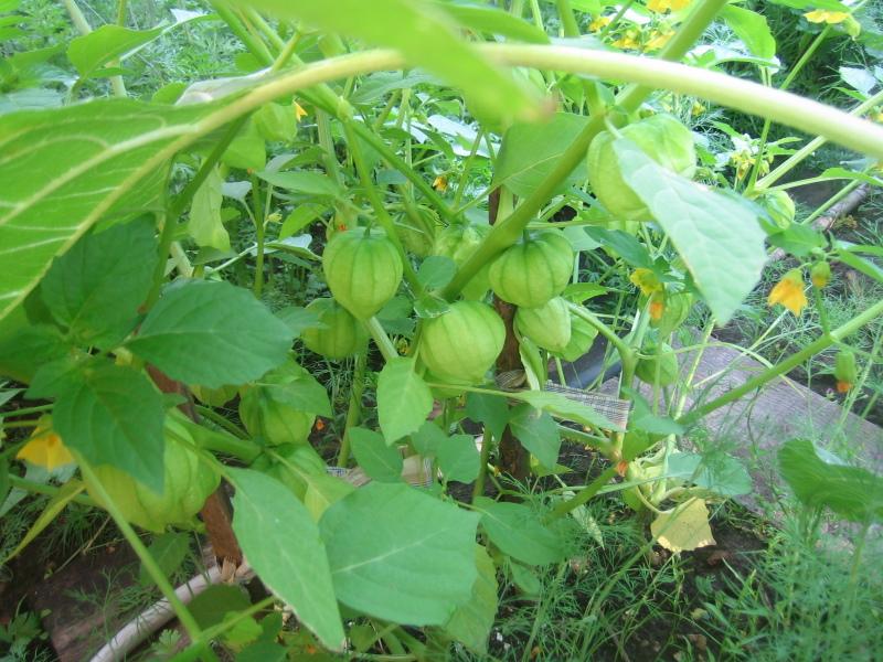 Cultivo y cuidado de la fresa Physalis en campo abierto