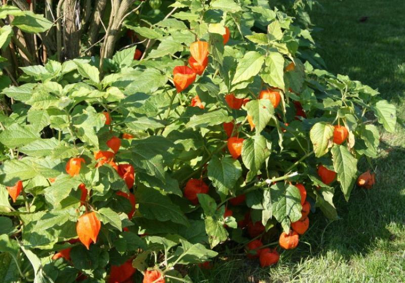 plantación y cuidado de la fresa Physalis