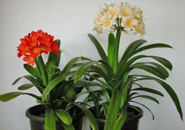 Clivia a besoin de conditions tropicales pour une floraison incroyable