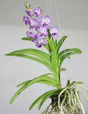 Apparition de la plante d'orchidée wanda