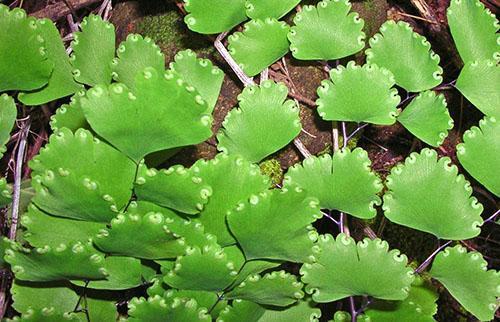 Maidenhair Ruddy avec une forme et une couleur de feuillage non répétitives