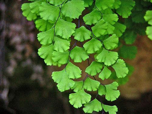 Maidenhair Cheveux de Vénus (A. capillus-veneris)