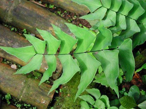 Maidenhair à grandes feuilles (A. Macrophyllum)