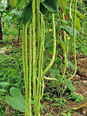 Asparagus Yardlong Classic Wign Bean