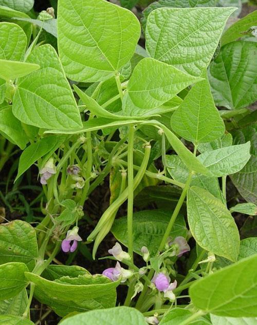 Habas de espárragos en flor