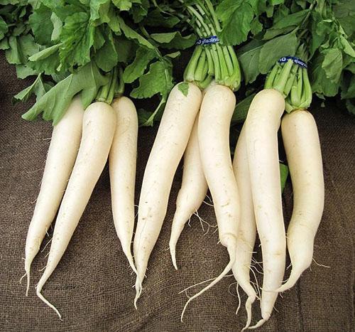 Radis daikon (Raphanus sativus var. Longipinnatus)