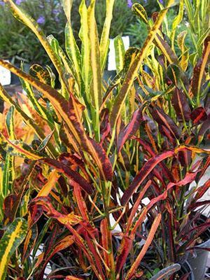 Variétés Croton Banane Rouge