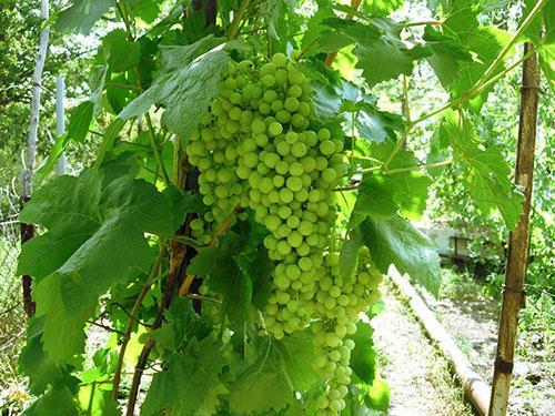 Uvas aleshenkin