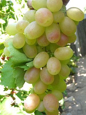 Uvas Kesha