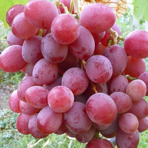 Uvas Anyuta