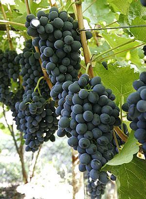 Uvas Moldavia