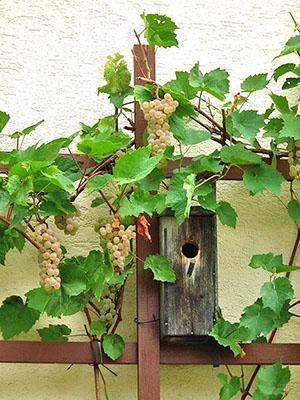 Uvas en su cabaña de verano