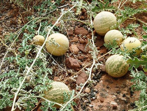 Les pastèques sauvages poussent dans les vallées du Botswana