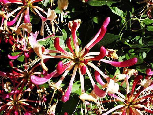 Fleurs parfumées de chèvrefeuille Sirotina