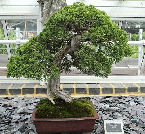 Bonsaï à base de genévrier chinois