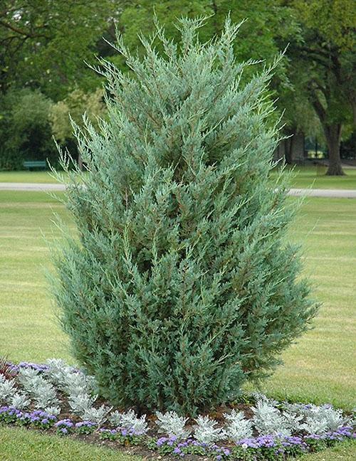 Genévrier rocheux de la variété Moonglow