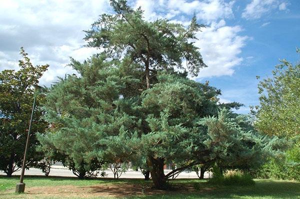 Arbre Juniperus Virginiana adulte