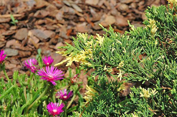 Genévrier Daurian Expansa Variegata