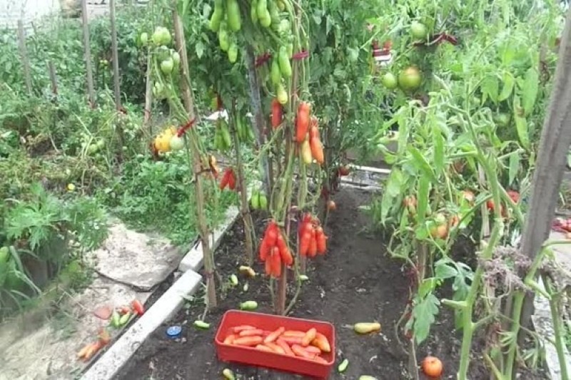 arbustos de tomates casanova