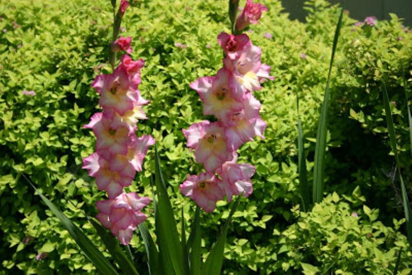 gladiolos en el jardín