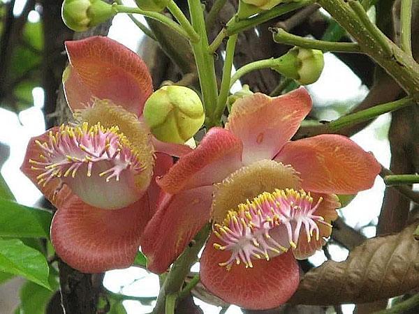 bois de santal en fleur