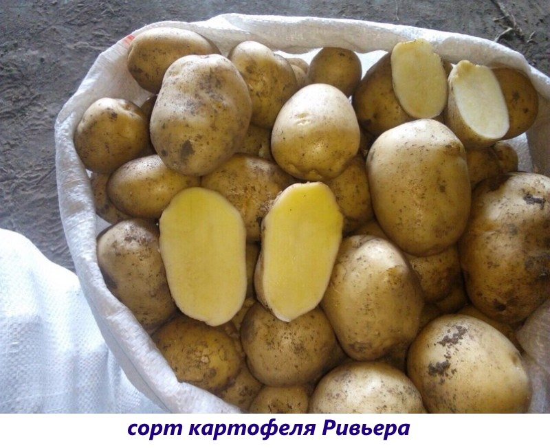 patatas riviera