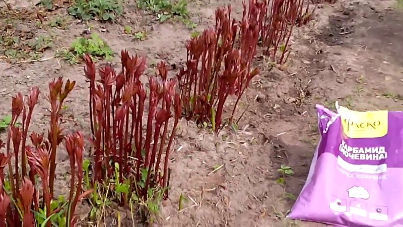 cómo procesar peonías en primavera