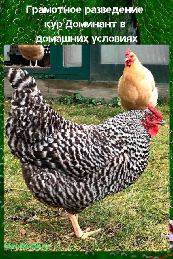 cría de pollos dominantes