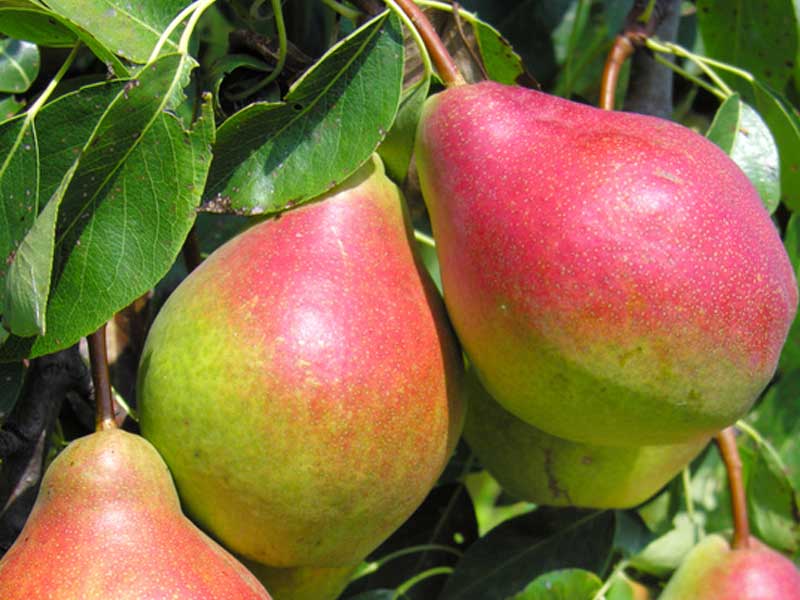 les fruits de la poire à flancs rouges mûrissent