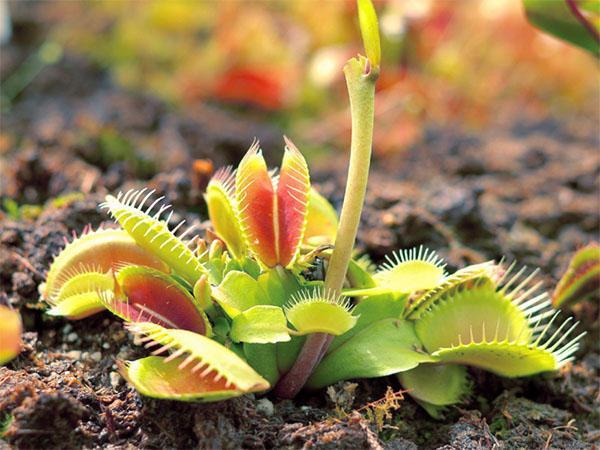 plantes carnivores