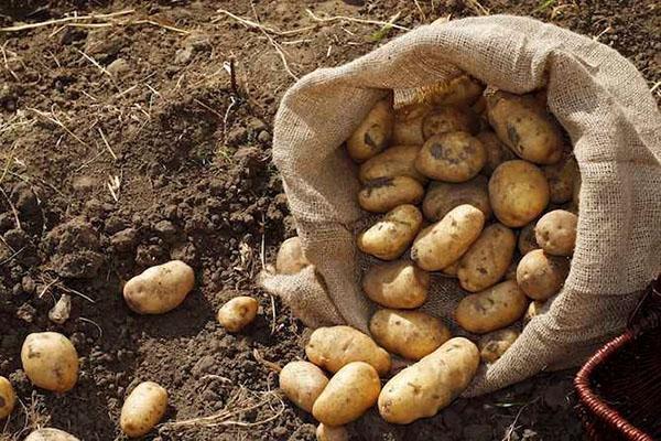 récolte de pommes de terre