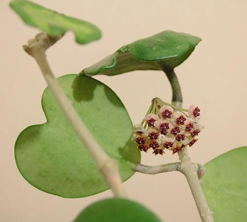 hoya bloom