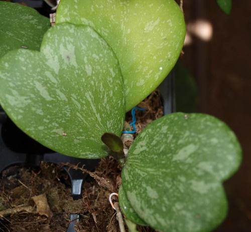 hoya hojas manchadas