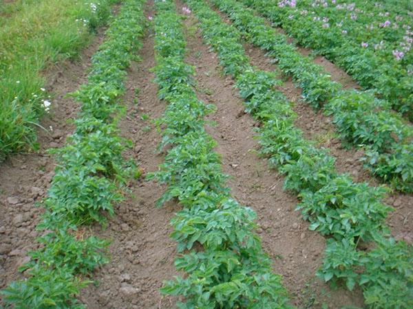 las patatas están protegidas por una droga tabú