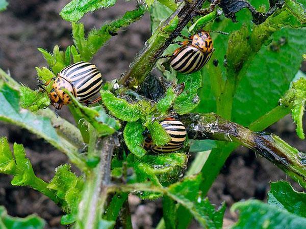 infestación de patatas con escarabajo de la patata de Colorado