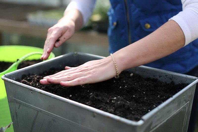 préparation de conteneur pour la plantation d'agapanthes