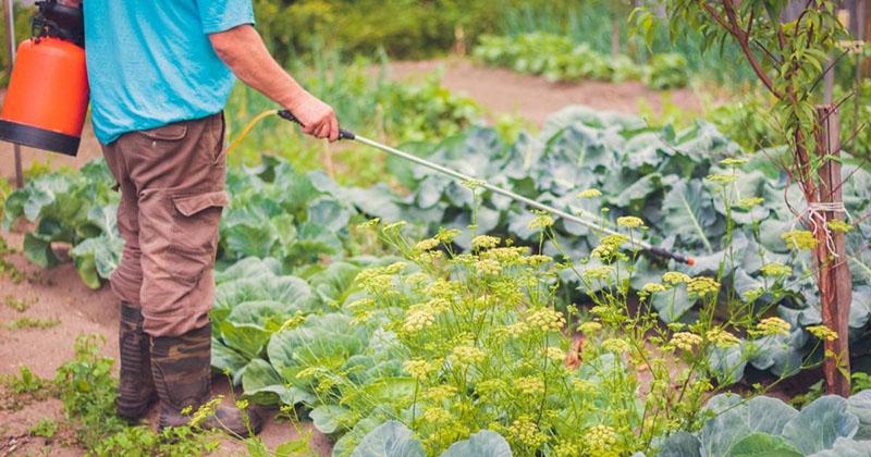 procesamiento de lechos de verduras