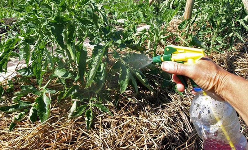 tratamiento uniforme de plantas