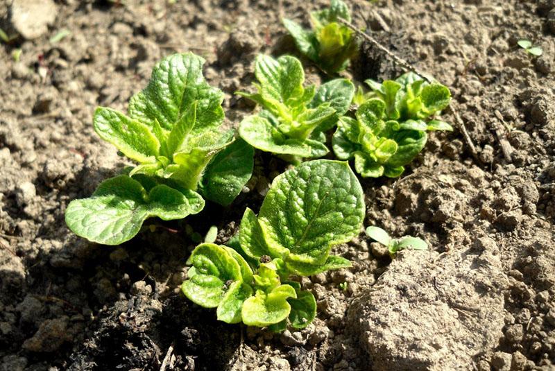 uso de la droga a temperaturas positivas