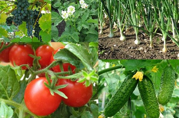 plantas sanas en el campo