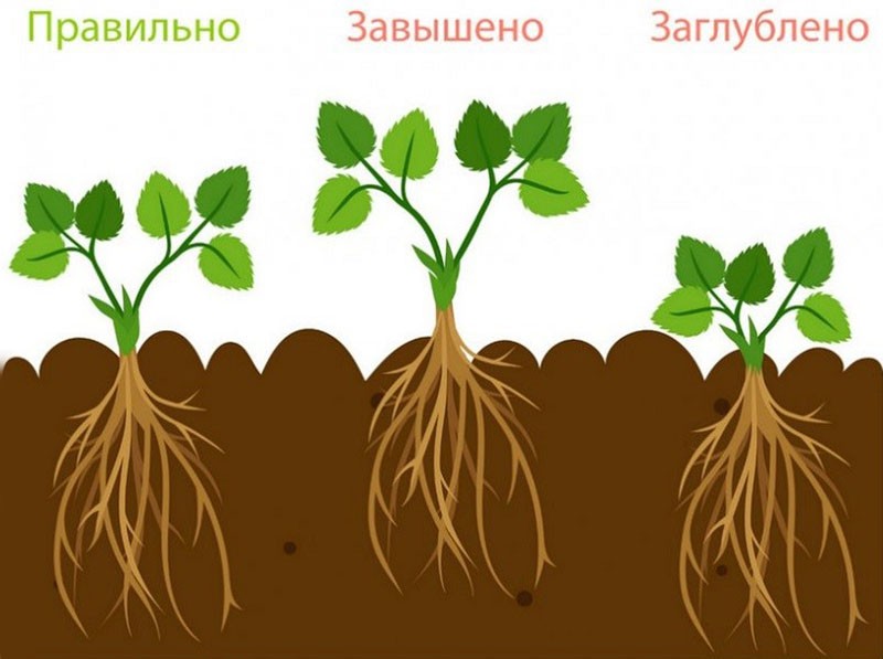 tecnología de plantación de plántulas de fresa.