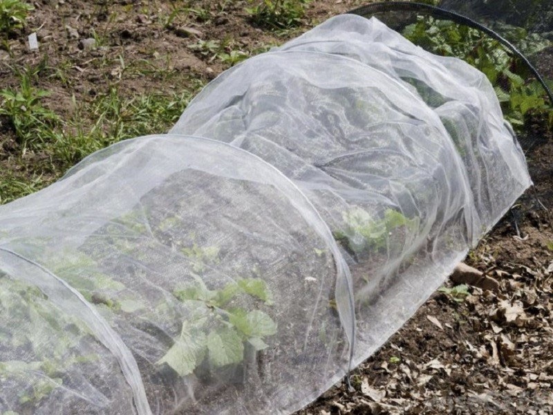 préparer les fraises pour l'hivernage