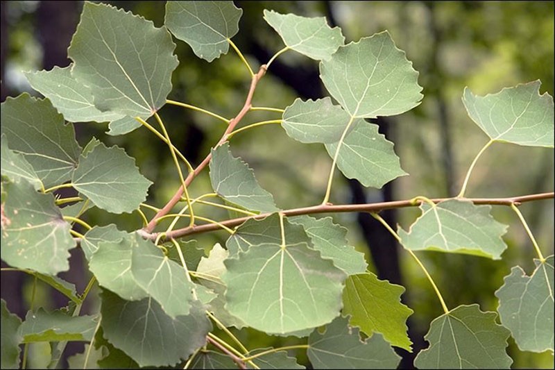 plaques de feuilles de tremble