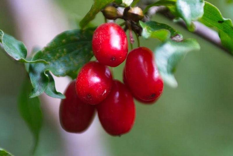 fruits de cornouiller juteux brillants