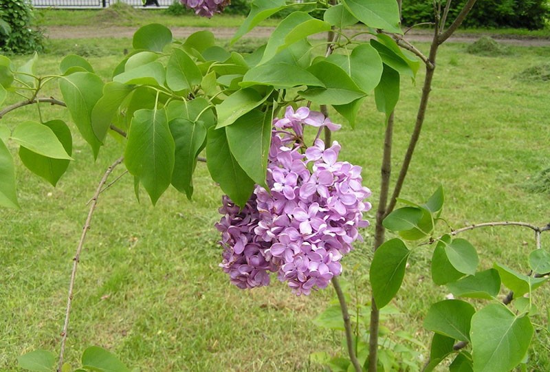 lilas sur le site