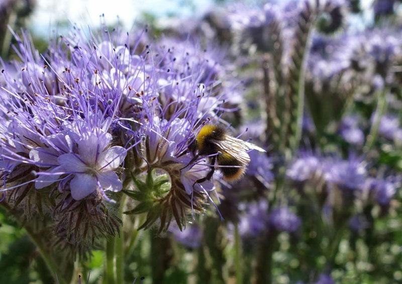 floraison la deuxième année