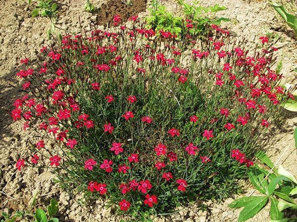 exuberante arbusto de hierba clavel en el jardín